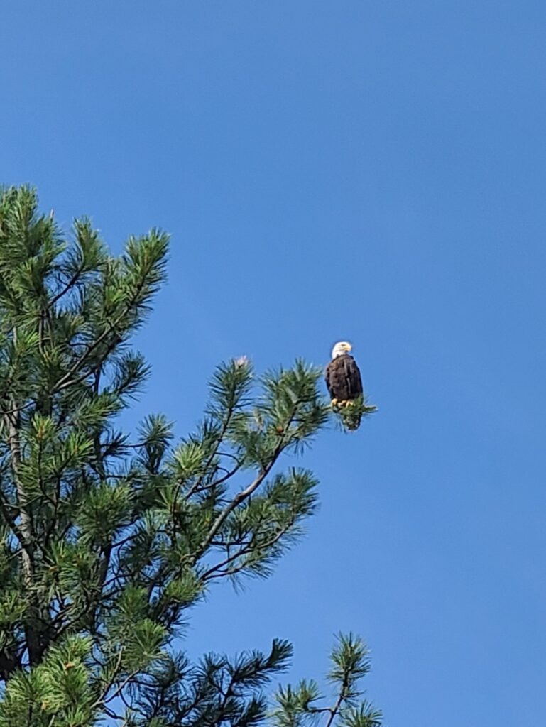 Bald Eagle on the Bitterroot River