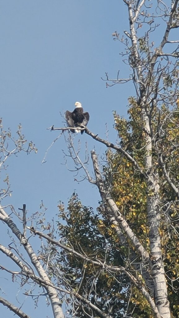 Bald Eagle sunning on the Bitterroot River