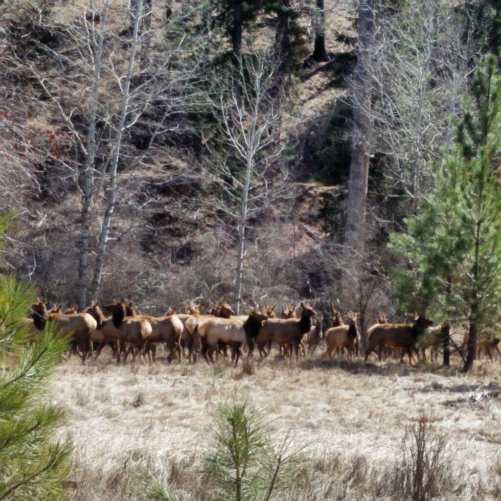 Elk on the Bitterroot River