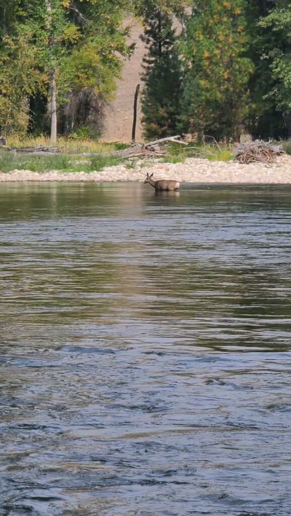 Mule Deer Crossing the Bitterroot River